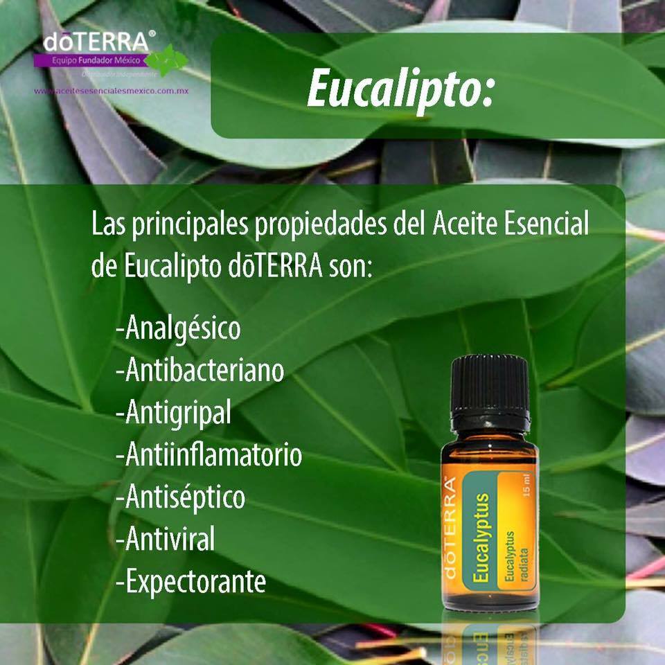 Aceite esencial de Eucalipto