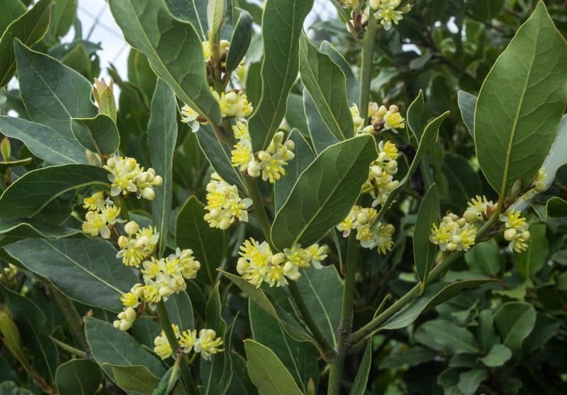 Laurel hojas y flor