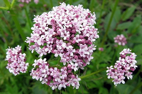 Valeriana en flor