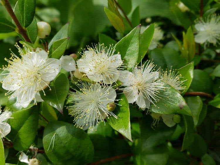 Mirto verde con hojas y flor