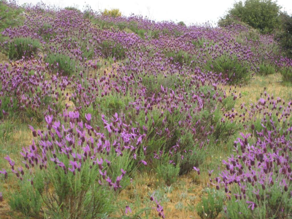 Lavanda silvestre