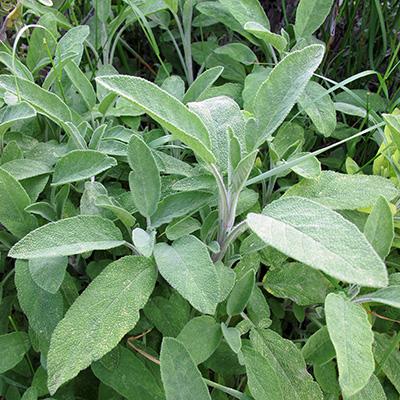 Salvia officinalis